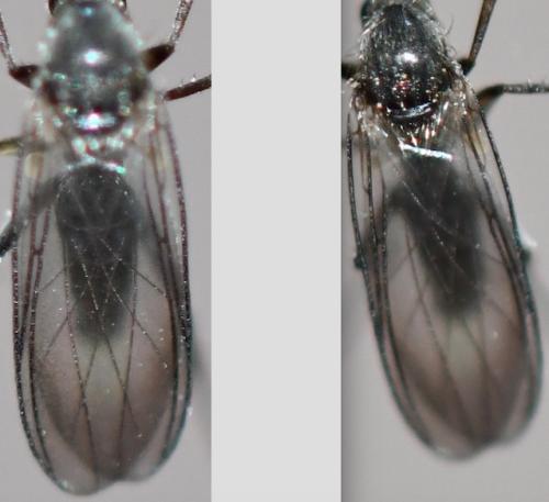 Docosia fuscipes